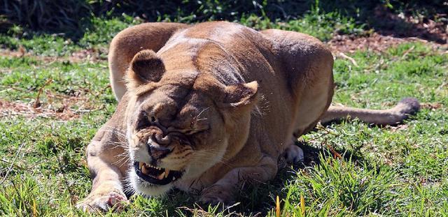 但是你知道猫科动物之间,他们按照体型来看,是怎么样排序的呢?