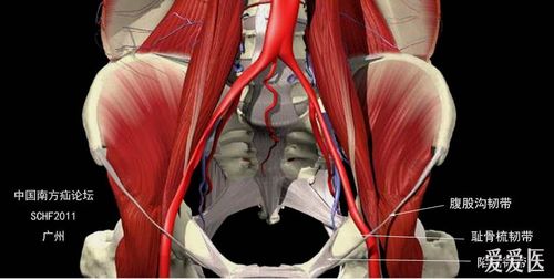 腹股沟区韧带(3d.jpg