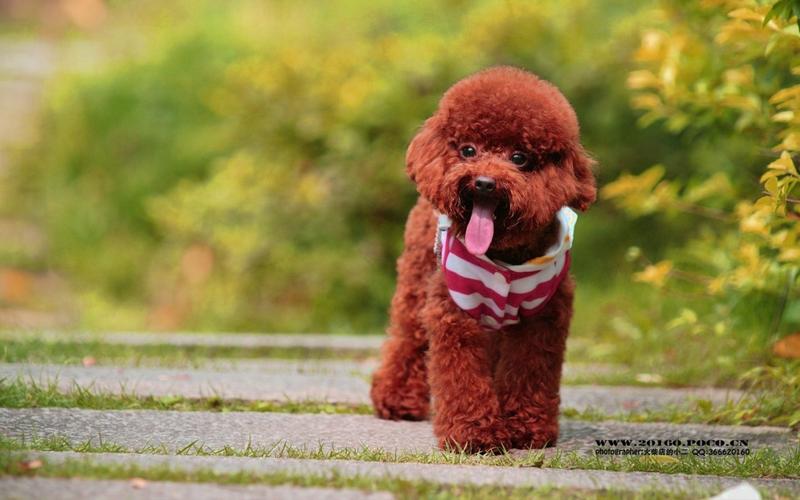萌宠泰迪狗狗汪星人壁纸图片