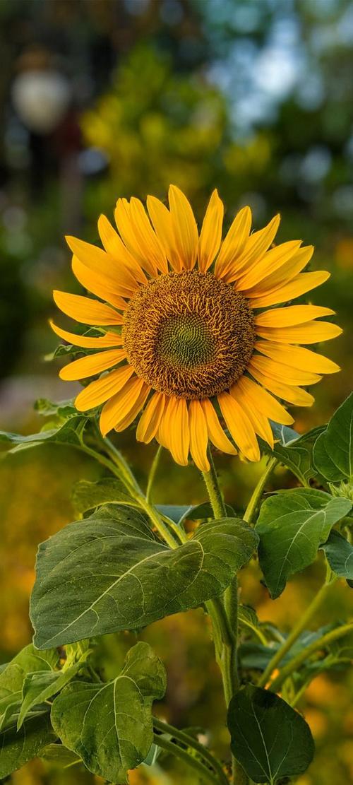 全面屏壁纸灿烂的向日葵