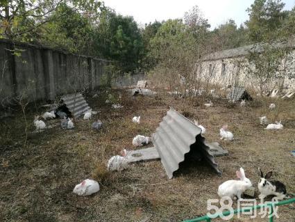 生态散养兔,杂交野兔,大型养兔场