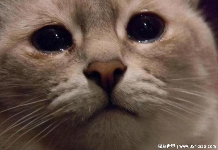 饭圈网络用语破防了是什么梗,意思是被戳到痛处导致非常伤心