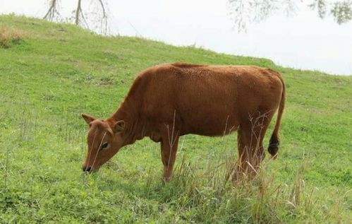 这个图片的牛是棕色的,长长的尾巴.看起来有点像鹿