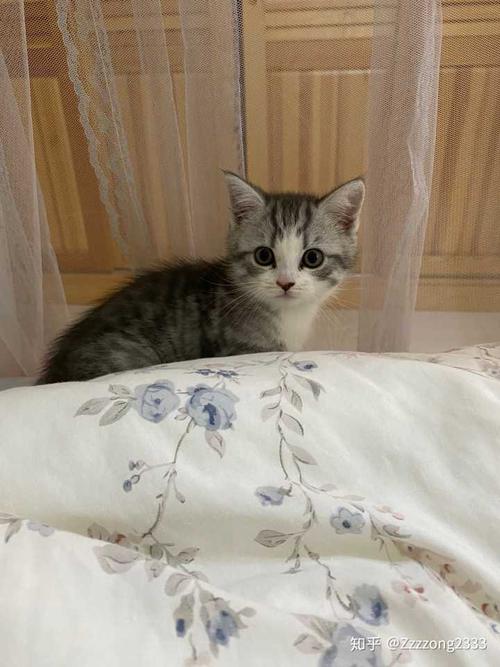 布偶跟美短生出来的孩子张什么样子?