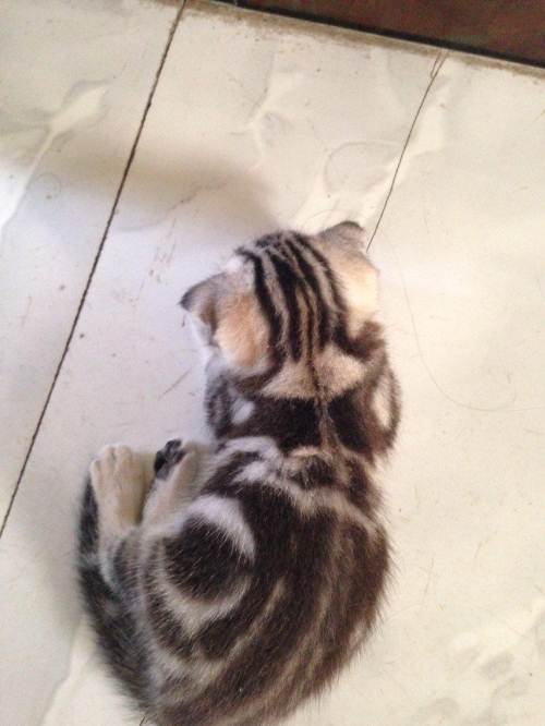 美短川字背折耳猫