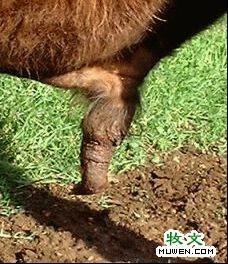 阴茎图片_百度百科