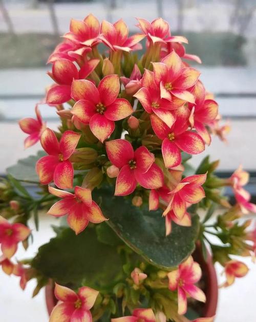 100个长寿花品种40种单瓣60个重瓣图名并茂值得收藏