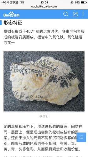 这块化石上的植物是什么名字?