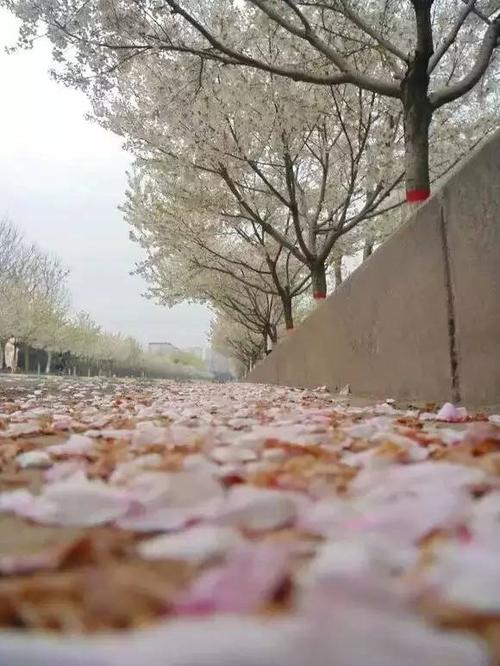 许昌学院樱花季,校园美女邂逅时