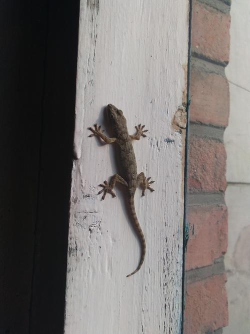 谁有壁虎的照片?