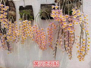 黄贝壳石斛 石斛兰比多肉更好养好看吊兰花石斛兰花盆景绿植包邮