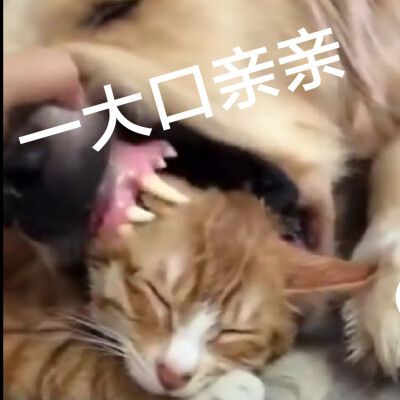 狗子 喵 猫咪 啾咪 亲亲 情侣 甜 恋爱表情包一大口亲亲