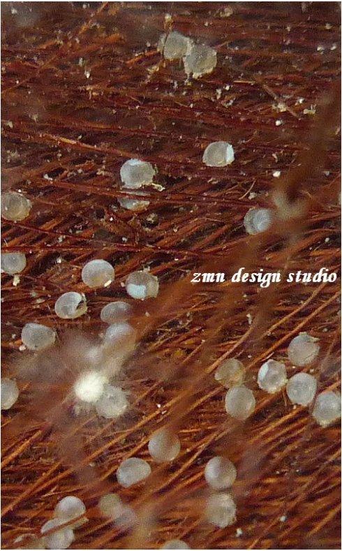 原创〕三十二图实拍金鱼孵化