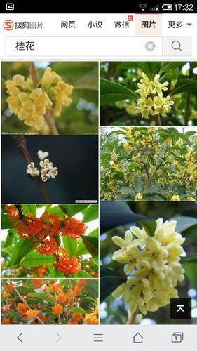 桂花几月开,花是什么样子的?