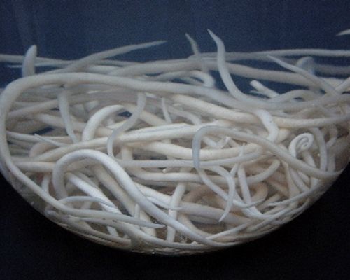 真实版铁线虫入侵 寄生金线虫控制蟋蟀中枢神经系统