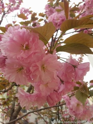 蔷薇科-樱属-樱花