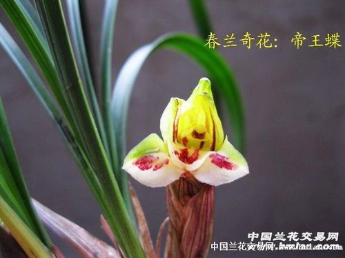 0起拍:春兰奇花:帝王蝶[1前垄新苗1大芽] - 中国兰花