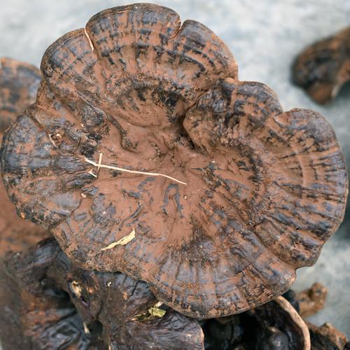 贵州纯野生紫灵芝特级干货整朵天然整枝长白山整枝灵芝