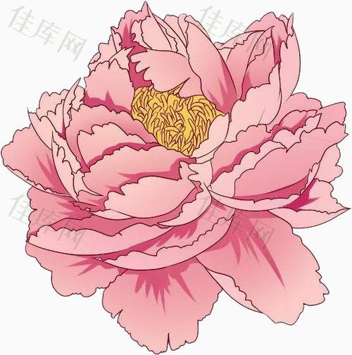 卡通牡丹 鲜花 粉色 牡丹花   