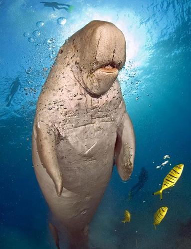 大航海的水手想美女想疯了,把儒艮看成了美人鱼,你相信吗?