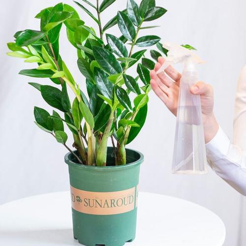 金钱树盆栽摇钱树花苗绿植钱串子发财树四季花卉室内