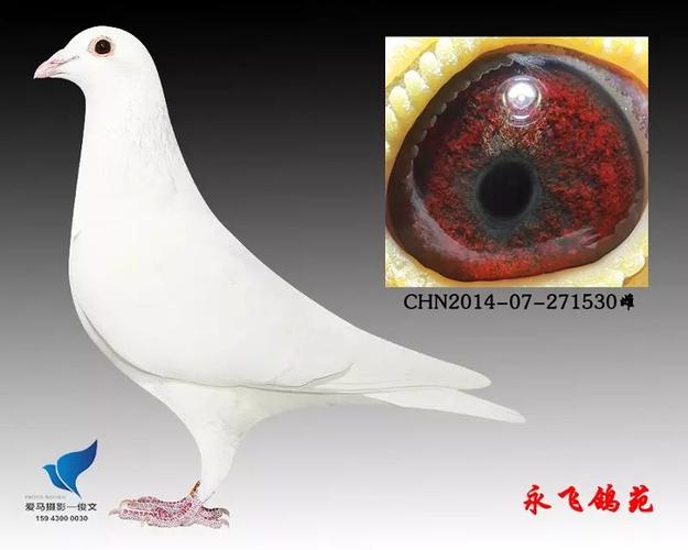 空运:按次数计算,得标1羽及多羽,每次均按400元支付,鸽友信鸽拍卖