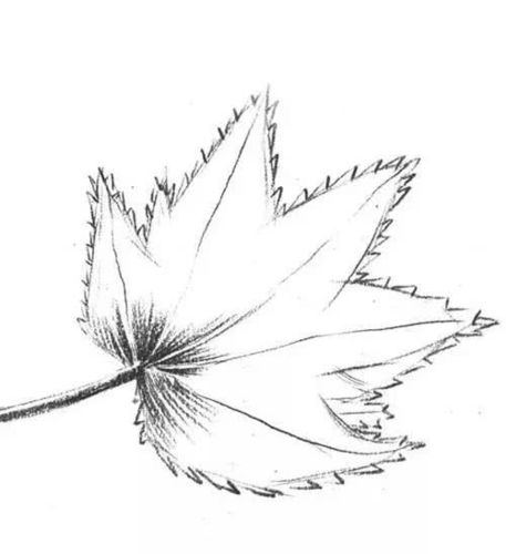 树叶素描教程枫叶素描画步骤详解适合初学者