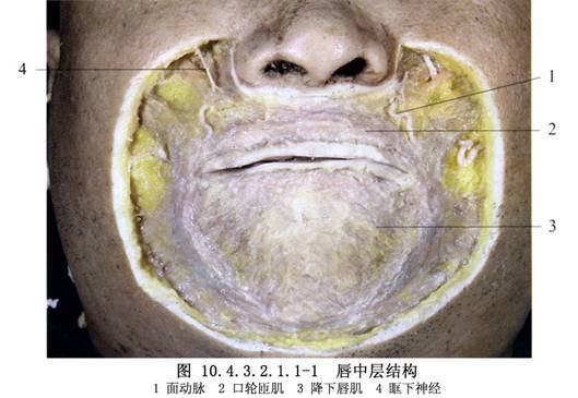 唇部的解剖及血供. /p>