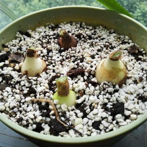 老妈养的朱顶红,20年长出80个球,就像一座小山!