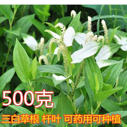 三百草中药材野生天性草根三白草根白莲藕苗一白二百 - 遂宁草药先生