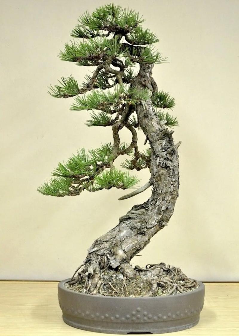 松树盆景.每一盆都是神来之笔啊#精品盆景#好的作品都是有