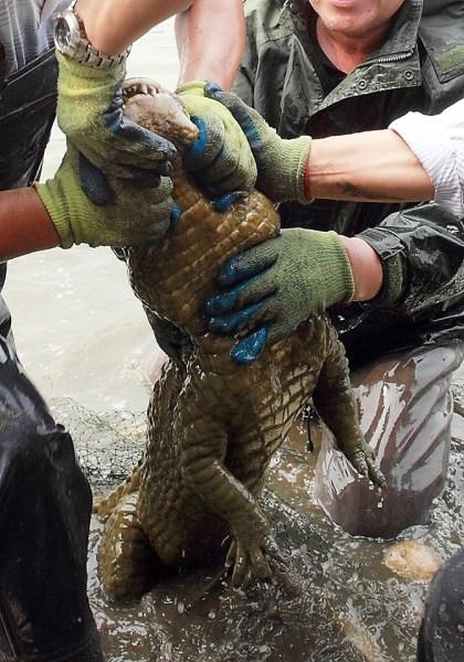徐州潜逃半年的扬子鳄落网进水族馆咬伤同类
