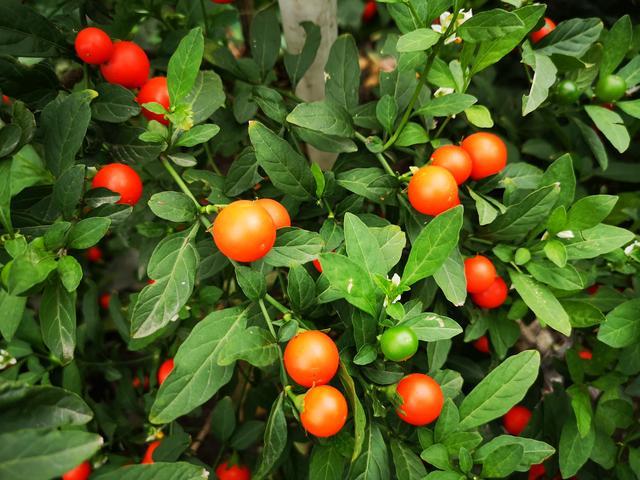 冬天里的珊瑚樱,红果子挂满枝