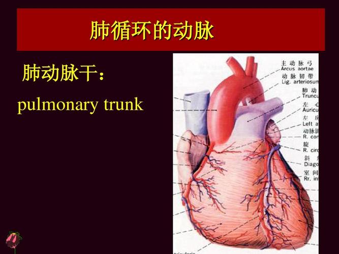 全身动脉ppt