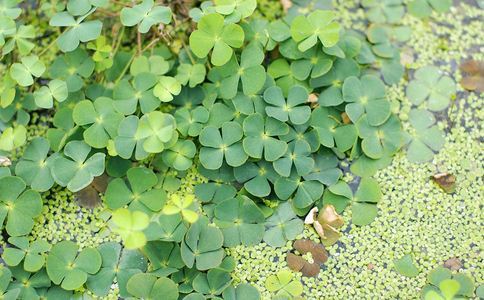 大浮萍的功效与作用