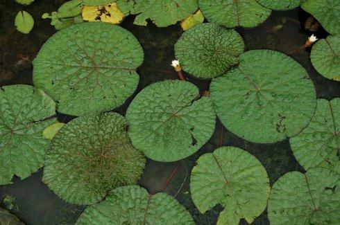 芡属  别名:鸡头米 鸡头子 芡实 胞衣妹 刺荷叶 刺莲 刺莲藕 湖南根