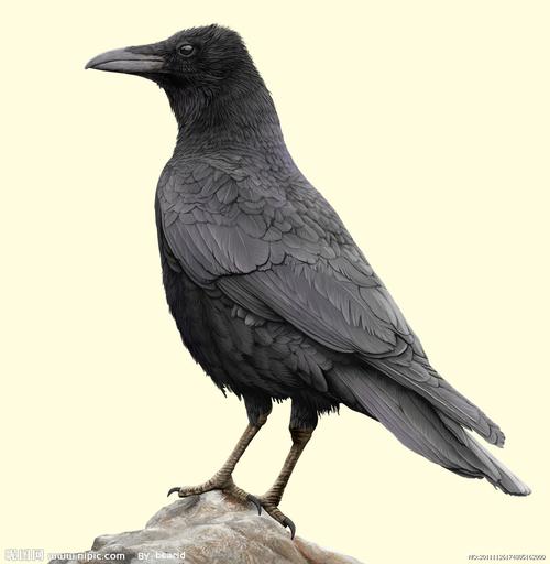 乌鸦长什么样子