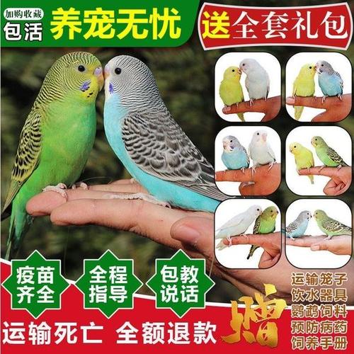 淘宝宠物_ 虎皮鹦鹉宠物活物玄风活鸟云斑大型会说话幼鸟小鸟手养活体