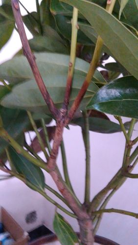 平安树树干从下往上干枯发黑,这是虫害还是病了,求高手帮忙!