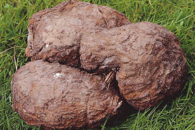 松树上的松薯茯苓