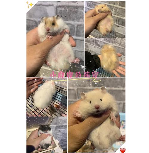 家养17代纯银活体珍珠白熊肉桂西施金丝熊稀有仓鼠