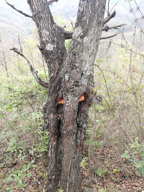 桑黄 秦岭深山生长老桑树干货包邮