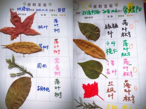 哪些是落叶树吗?