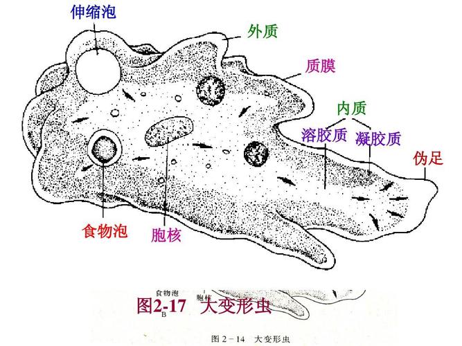 原生动物门2ppt