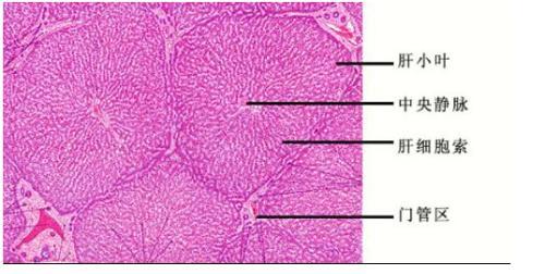 肝小叶