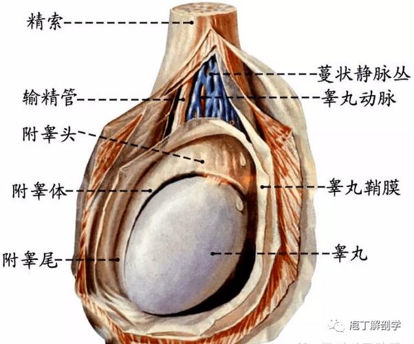 睾丸位于阴囊内,通过睾丸系膜(睾丸鞘膜)与阴囊相连,由睾丸系膜将睾丸