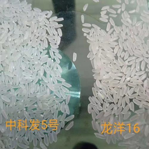中科发5号是代替龙洋16 916-1-2首选品种.