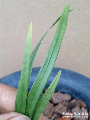 下山龙根春剑矮草重拍