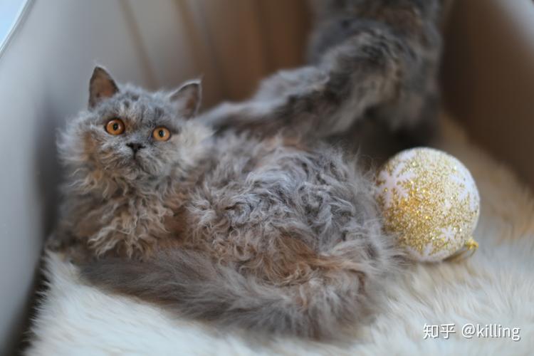 一个佛系 英短&赛尔凯克猫舍,killing-sy 卷毛程度还是很好的 塞尔