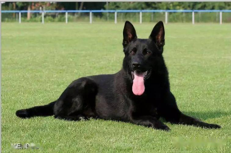 世界排名前50的纯黑东德牧羊犬